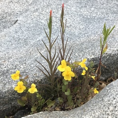 Castilleja minor stenantha