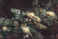 Grevillea willisii