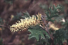 Grevillea willisii