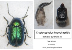 Cryptocephalus hypochaeridis
