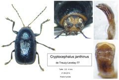 Cryptocephalus janthinus