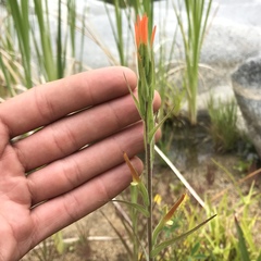 Castilleja minor stenantha
