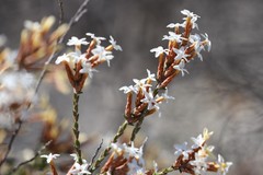 Lysinema ciliatum