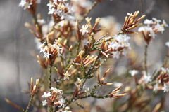 Lysinema ciliatum