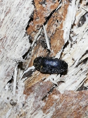 Dermestes sardous
