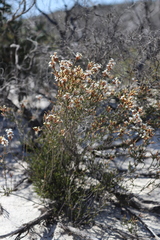 Lysinema ciliatum