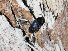 Dermestes sardous