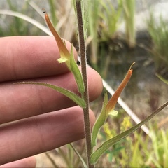 Castilleja minor stenantha