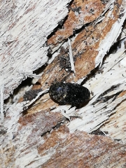 Dermestes sardous