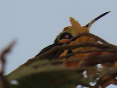 Chrysuronia coeruleogularis