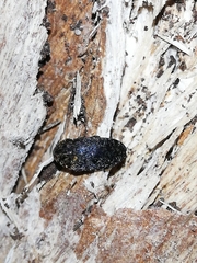 Dermestes sardous