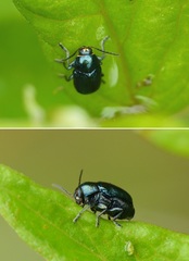 Cryptocephalus janthinus