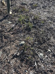 Arctostaphylos montana