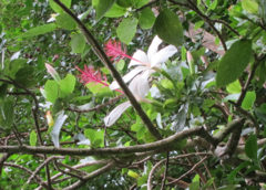 Hibiscus arnottianus