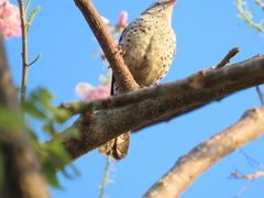 Campylorhynchus nuchalis