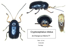 Cryptocephalus nitidus