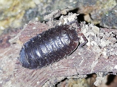 Porcellio debueni