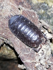 Porcellio debueni