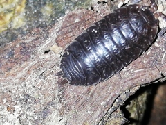 Porcellio debueni