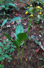 Scadoxus multiflorus