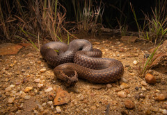 Golden Crowned Snake photo 2