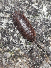 Porcellio debueni