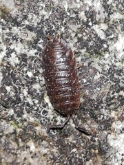 Porcellio debueni
