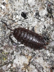 Porcellio debueni