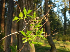 Philadelphus lewisii