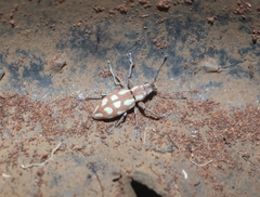 Naupactus bellus