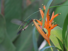 Chrysuronia coeruleogularis