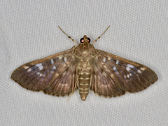 Phostria