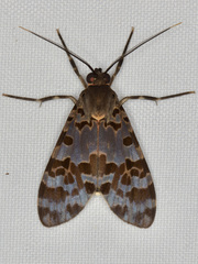 Eucereon sethosi