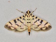 Dichocrocis