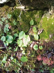 Symphytum grandiflorum