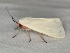 Pygarctia roseicapitis