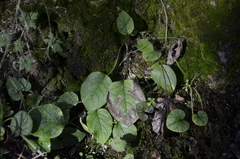 Symphytum grandiflorum