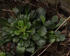 Saxifraga spathularis
