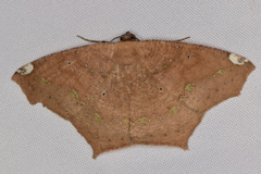 Paragonia procidaria