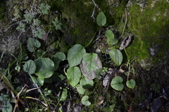 Symphytum grandiflorum