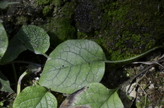 Symphytum grandiflorum