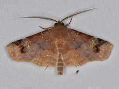 Empelathra amplificans