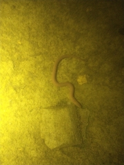 Ophisternon aenigmaticum