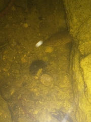 Synbranchus marmoratus