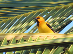 Icterus nigrogularis