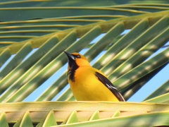 Icterus nigrogularis