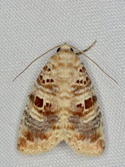 Diastema tigris
