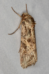 Spodoptera cosmioides