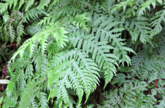 Tectaria gaudichaudii