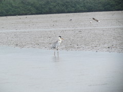 Ardea cocoi
